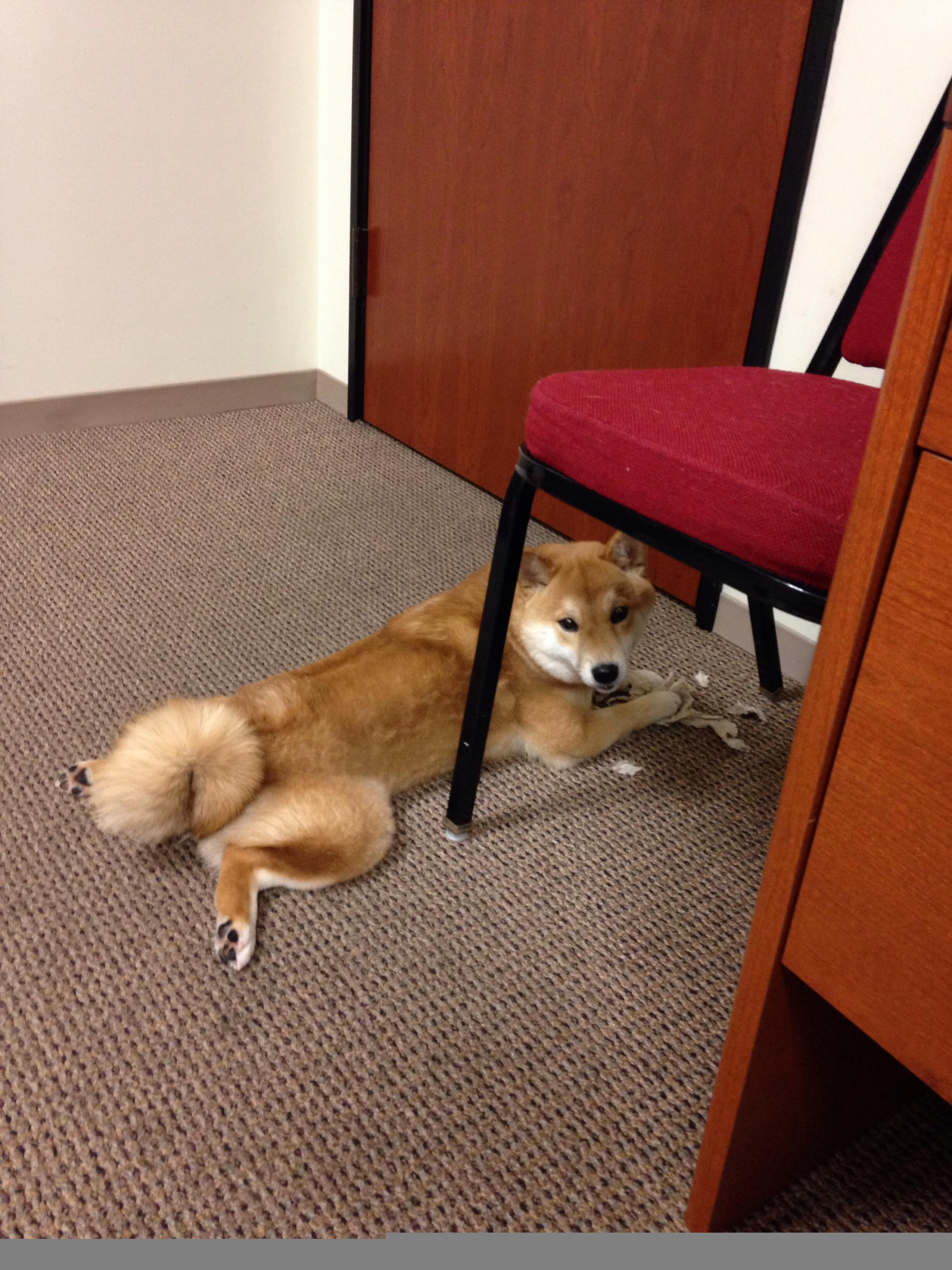 逆袭的齿轮，红牛二队如何用哈斯之矛刺穿宿命，佩雷兹火热状态改写中游格局