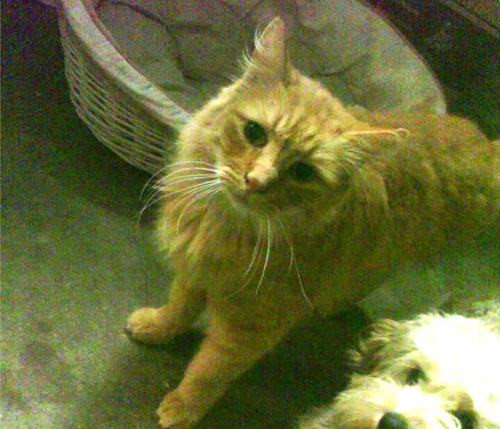 寒江孤影，德罗赞关键回合不手软，他是这时代最后的背身诗人