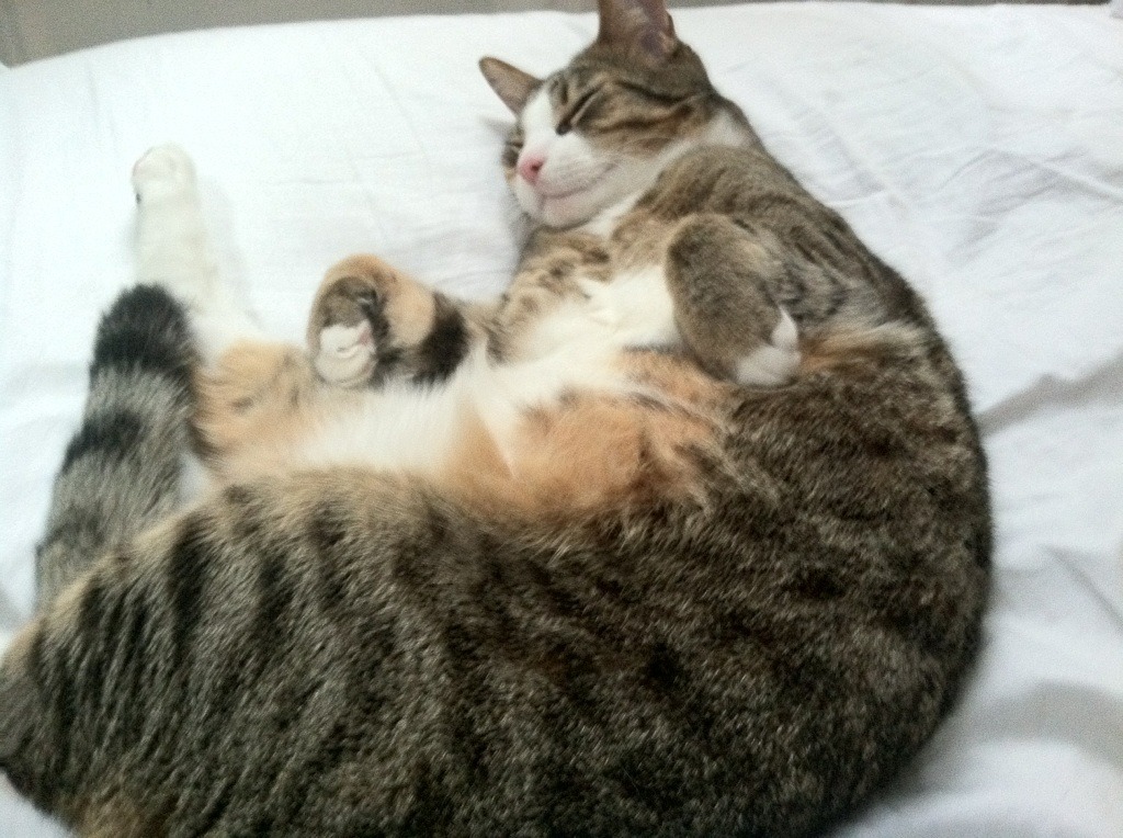 托尼控场如交响乐指挥，加拿大一波流击溃塞内加尔防线