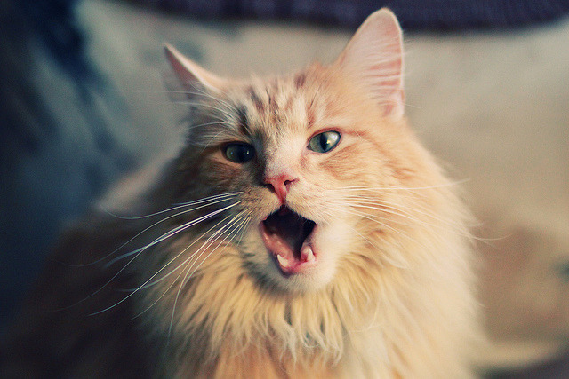 猛攻如电 范弗利特一锤定音 雄鹿速胜广厦创纪录