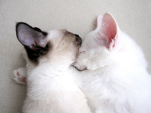 冰与火之歌，英格拉姆绝境封喉，公牛鏖战力克吉林