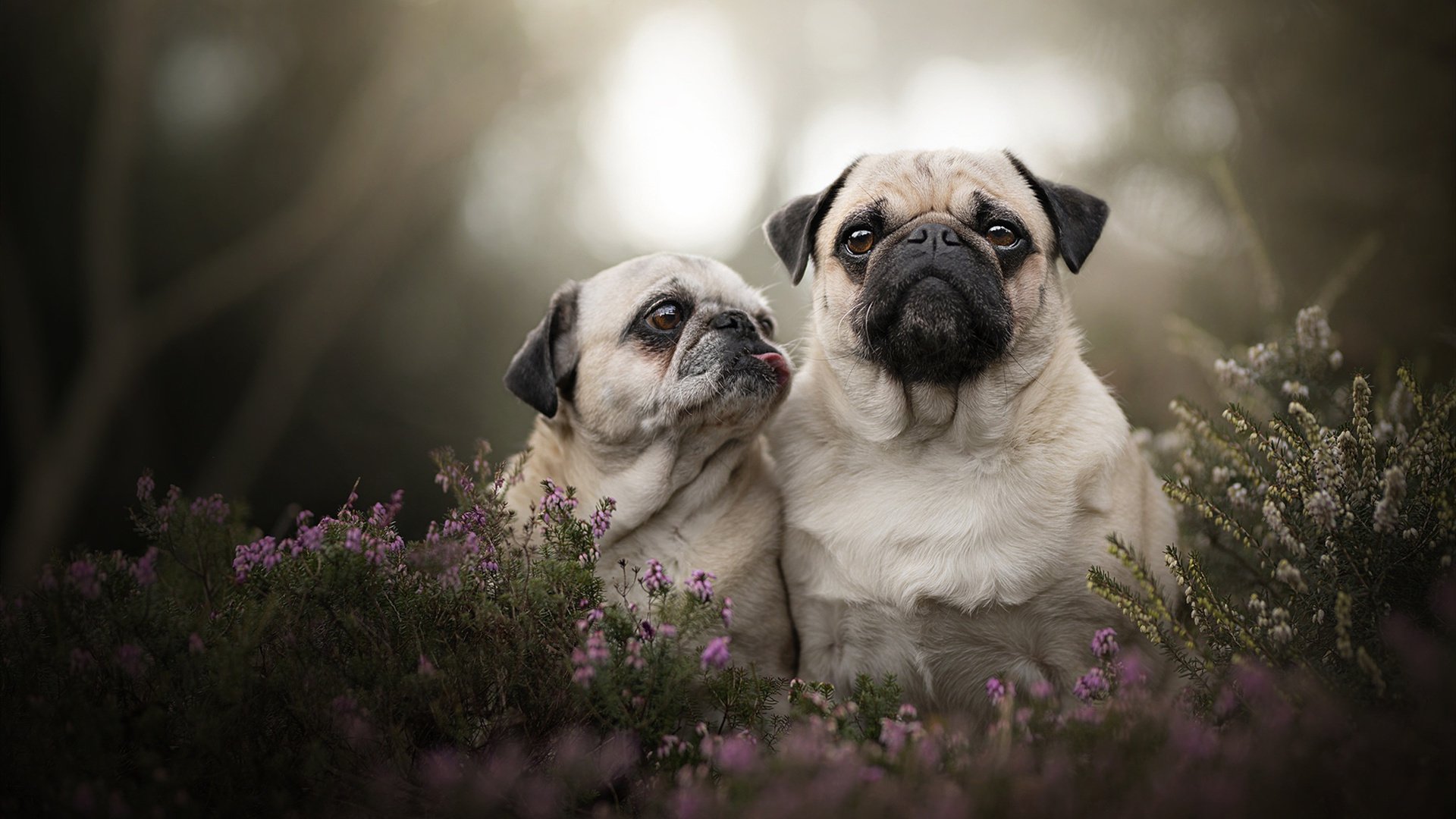 勒沃库森逆转中国，蒂亚戈，那个从沉默核心到破冰者的关键先生