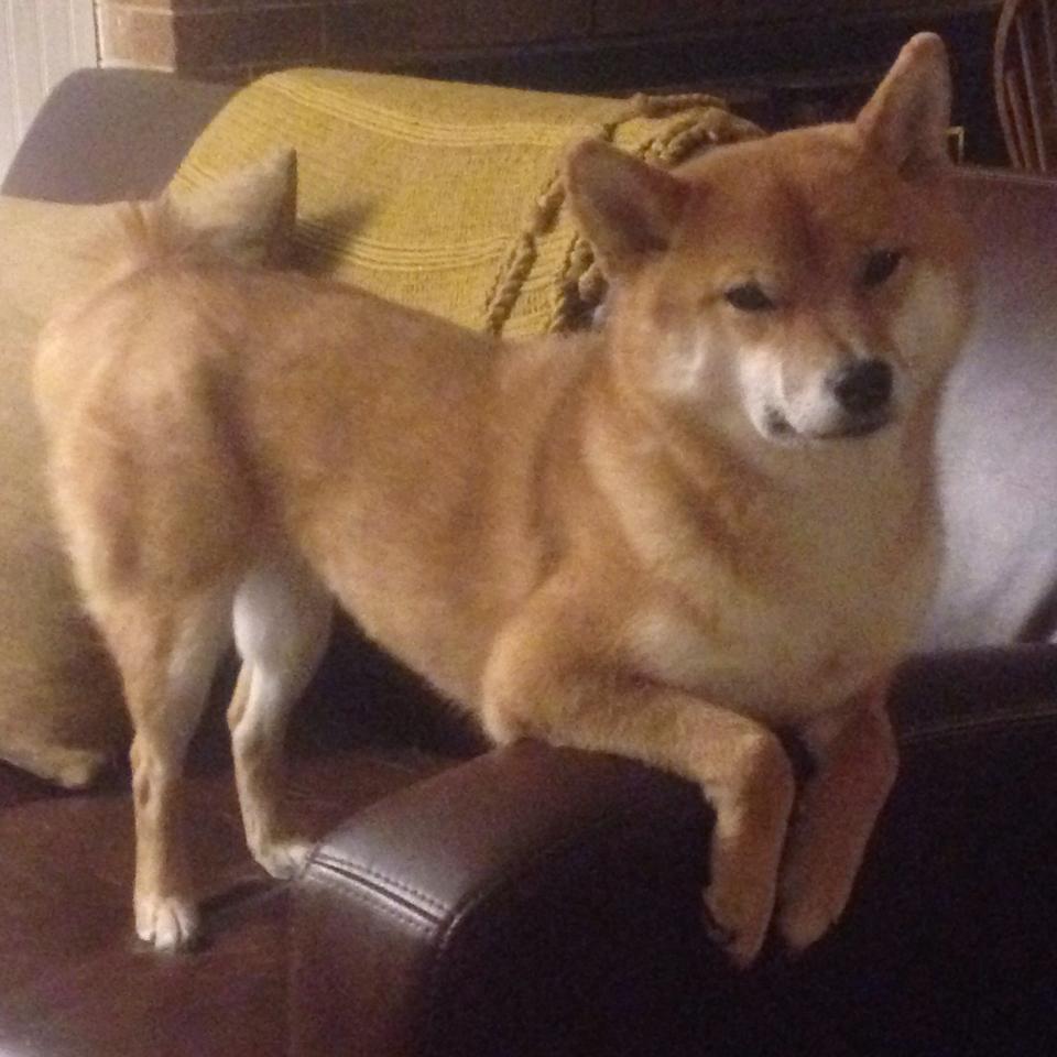 格列兹曼点燃总决赛之夜，当足球巨星闯入篮球圣殿