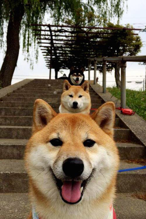 绿茵双重奏，突尼斯力压厄瓜多尔展露锋芒，阿尔瓦雷斯欧冠淘汰赛独揽风云