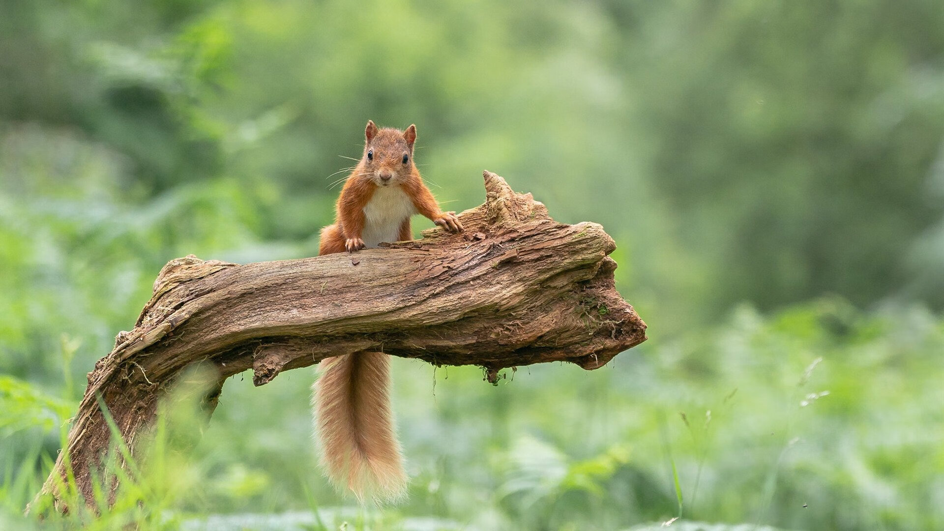 欧陆重锤引爆东方风暴，武切维奇助北京队击溃NBA灰熊