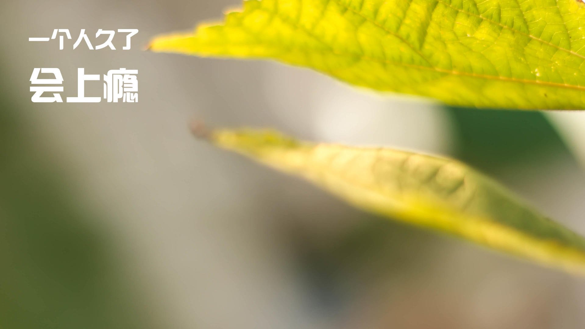 爱游戏入口-沙海与雪原的较量，帕尔默一箭定北欧